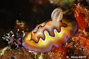 Chromodoris coi-Moga Island Bopa 3-26m-20180529-Denis-ADER-DSC_1901_tn